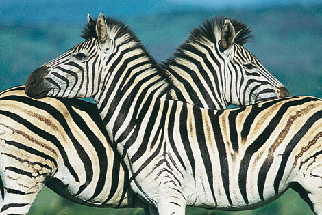 Zebres