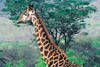 Girafe
