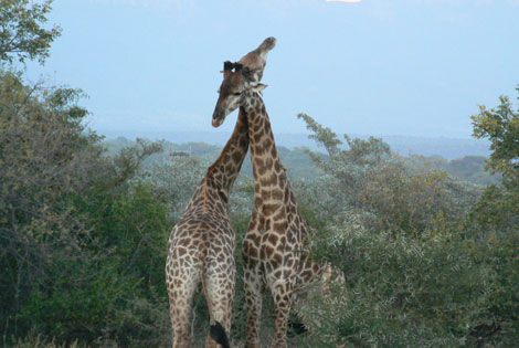 Girafes