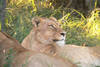 Lionne