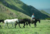 Gauchos