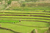Chine - Kunming, 12 JOURS / 9 NUITS - Circuit Chine "Yunnan, au sud des nuages" 