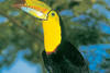 Toucan