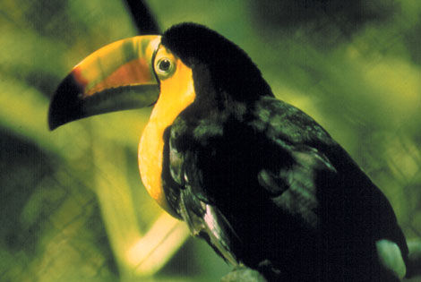 Toucan