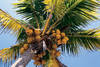 Etats-Unis - Miami, 09 JOURS / 07 NUITS - AUTOTOUR FLORIDE 2/3* - Miami / Key West / Naples / Orlando / Fort Lauderdale !!!