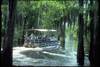 Tour dans les marécages de l'Atchafalaya
