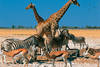 Animaux
