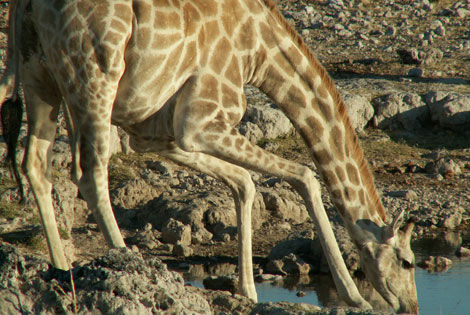 Girafe