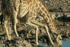 Girafe