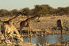 Girafes