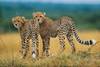 Leopards
