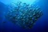 Poissons