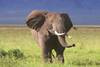 Tanzanie - Kilimanjaro, 10 JOURS / 7 NUITS - Circuit Safari de charme en Tanzanie - En pension complète - Départs garantis à 2, jusqu'à 6 personnes !