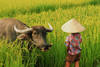 Vietnam - Hanoi, 15 JOURS / 12 NUITS - Circuit " Grande Aventure - du Nord au Sud" + extension balnéaire à Phan Thiet
