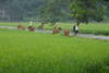 Vietnam - Hochiminh, 10 JOURS / 7 NUITS - Circuit Vietnam Découverte