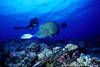 Polynesie Francaise - Papeete, 10 JOURS / 07 NUITS - Combiné "Des Iles & des Ailes" - 2 îles - Tahiti/Rangiroa 3* - 
Rangiroa : un des plus beaux sites de plongée !