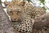 Afrique Du Sud