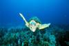 Bahamas - Nassau, 9 JOURS / 7 NUITS - HOTEL VIVA WYNDHAM FORTUNA BEACH 3* à GRAND BAHAMA - PLONGEE