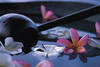 Fleurs - FOUR SEASONS JIMBARAN