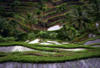 Bali - Denpasar, 13 JOURS / 10 NUITS - Combiné Bali circuit et séjour balnéaire à Jimbaran - 5 nuits de circuit en hôtels 4* et 5* et 5 nuits à l'Intercontinental Resort Bali 5* Luxe - Offre spéciale : partez à 4, réduction de 75 Euros - Partez à 6, réduction de 105 Eur par personne