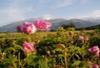 Bulgarie - Sofia, 8 JOURS / 7 NUITS - Circuit "AU PAYS DES ROSES" - Spécial ETE 2009 - Sofia - Veliko Tarnovo - Kazanlak - Plovdiv - Borovets - Rila - Sofia