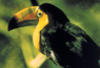 Costa Rica - San jose, 14 JOURS / 12 NUITS - Nature à l'Etat Pur - RESERVEZ TOT : réduction de 40euros pour toutes réservations 120 jours avant la date de départ!!
