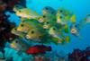 Egypte - Hurghada, 8 JOURS / 7 NUITS - Hotel Calimera 4* - Formule Tout Inclus - Spécial découverte de la Plongée !!