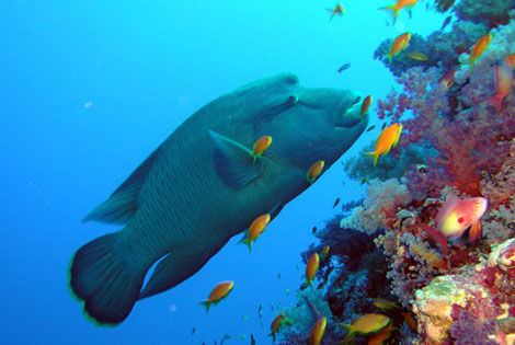 Poissons