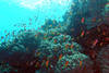 Poissons