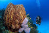 Guadeloupe - Pointe A Pitre, 16 JOURS / 14 NUITS - HABITATION GRANDE ANSE 3* + LOC VOITURE - DECOUVERTE PLONGEE en formule Logement Seul avec location de voiture - Situé à Basse Terre, au village authentique de Deshaies. 