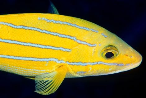 Poisson tropical