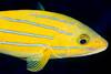 Poisson tropical