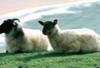 Irlande - Shannon, 8 JOURS / 7 NUITS - « Charmes d’Irlande » -  Explorez l’Irlande : villages traditionnels, distillerie de whisky, Parc National du Connemara et de Kilarney, sites préhistoriques et médiévaux, vertes campagnes, montagnes sauvages et côtes atlantiques...