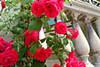 balcon avec roses