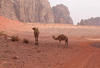 MERVEILLES DE JORDANIE - photo 4