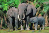 Kenya - Mombasa, 16 JOURS / 14 NUITS - Hôtel Dolphin 4* Sup (Normes locales) + Safari Mara Simba 2 jours/1nuit dans le Masaï Mara