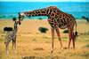 Kenya - Mombasa, 09 JOURS / 07 NUITS - Dolphin 4* Sup (Normes locales) / Safari Tsavo Special 2 jours / 1 nuit 