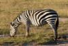Kenya - Nairobi, 13 JOURS / 10 NUITS - Safari Punda Milia avec Zanzibar - Un safari au Kenya très complet prolongé par un séjour sur l'île de Zanzibar à l'hôtel Venta Club Karibu 3*!