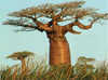 Madagascar - Antananarivo, 15 JOURS / 12 NUITS - GRAND TOUR DE MADAGASCAR