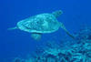 RIHIVELI 3* VDN - photo 4