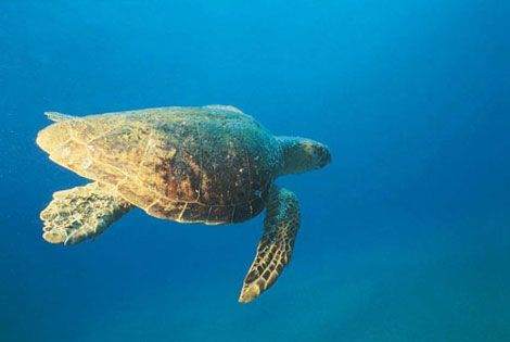 Tortue de mer