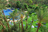 Jardin - KENZI SEMIRAMIS 