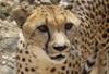 Namibie - Windhoek, 14 JOURS / 12 NUITS - Grandeur Nature