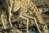 Namibie - Windhoek, 13 JOURS / 10 NUITS - Au Rythme des Dunes RESERVEZ TOT : réduction de 40euros pour toutes réservations 120 jours avant la date de départ!!
