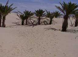 BALADE CHAMELIERE  - photo 1