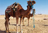 TOUR TUNISIEN 3* - photo 4