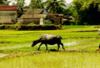 Vietnam - Hanoi, 16 JOURS / 13 NUITS - Circuit Perles d'Indochine