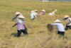 Vietnam - Hanoi, 15 JOURS / 12 NUIT - Circuit la Route Mandarine 