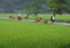 MERVEILLES D'INDOCHINE - photo 2