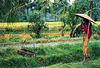 Vietnam - Hochiminh, 15 JOURS / 12 NUITS - Circuit combiné "Lumières du Vietnam et du Cambodge"